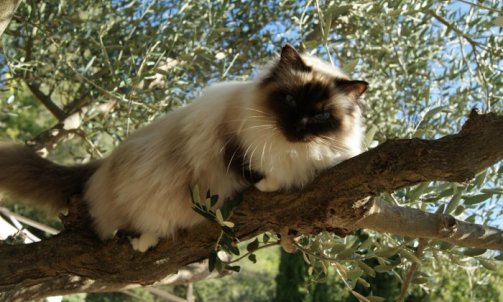 Andalouse - Elevage et pension pour chat Cuers   