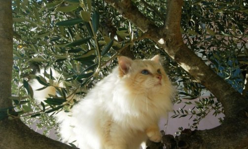 Dempsey - Elevage chat Hyères  