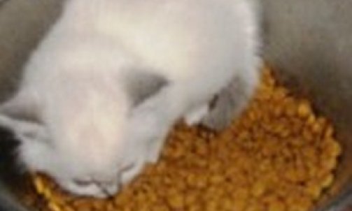 Elevage pour chat Bormes-les-Mimosas   