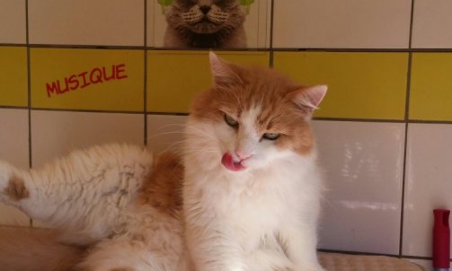 Garderie pour chat Bormes-les-Mimosas   