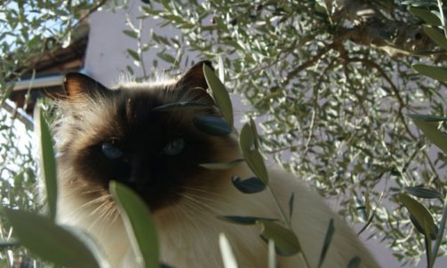 Andalouse - Elevage et pension pour chat Ollioules   