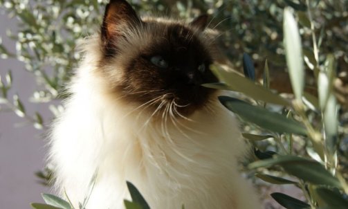 Andalouse - Elevage et pension pour chat Bormes-les-Mimosas  