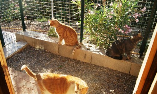  Gardiennage de chat Le Lavandou   