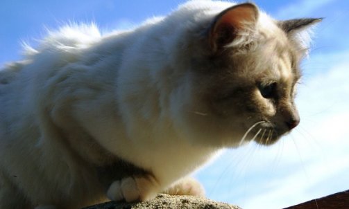Etoile - Elevage et pension pour chat Le Lavandou   